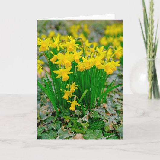 美しい水仙のグリーティングカード カード (正面)