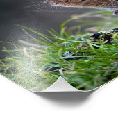 美しい水底12インチx 8インチプリント フォトプリント (角)