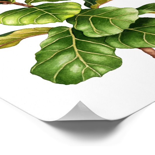 美しい水彩フィグプラントアートプリントポスター ポスター (角)