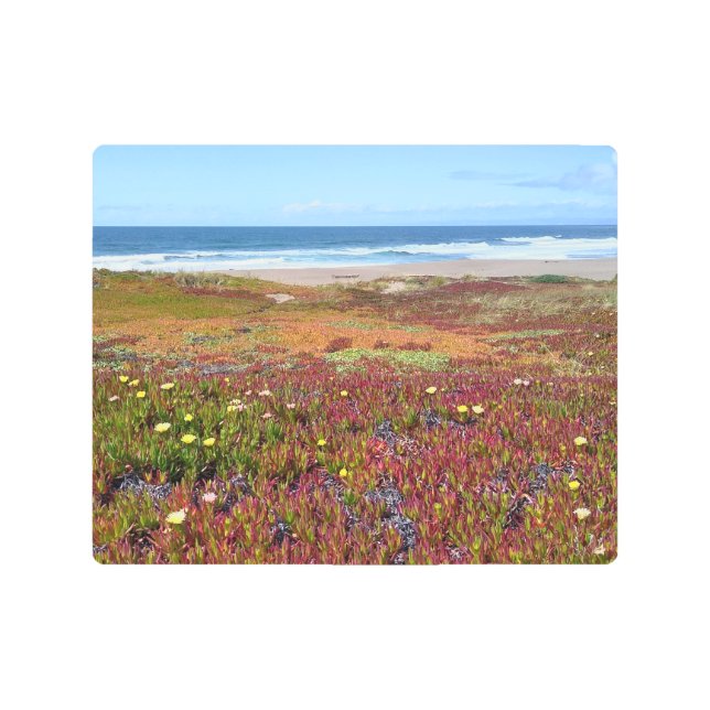 美しい沿岸の花の海写真 –  メタルプリント (正面)