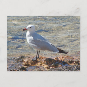 美しい海のカモメ – はがき
