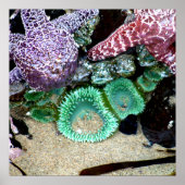 美しい海の星と緑のアネモネの写真 ポスター (正面)