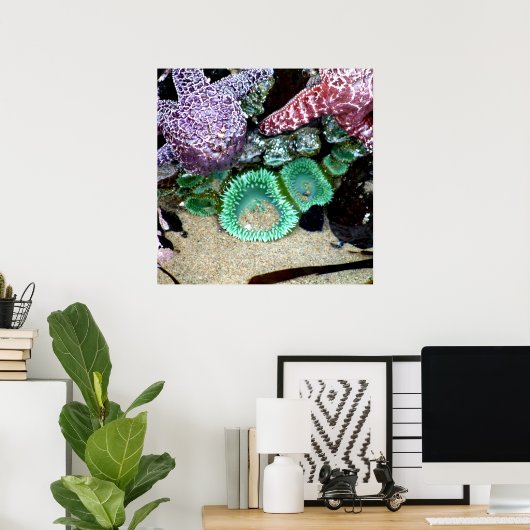 美しい海の星と緑のアネモネの写真 ポスター (ホームオフィス)