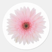 美しい淡いピンクのガーベラのデイジーの花 ラウンドシール (正面)