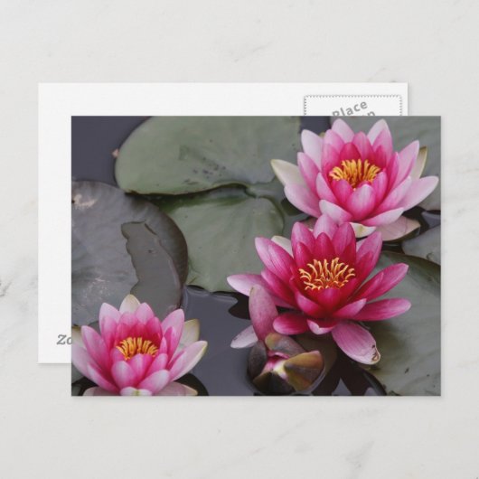 美しい湖の花 ポストカード (正面/裏面)