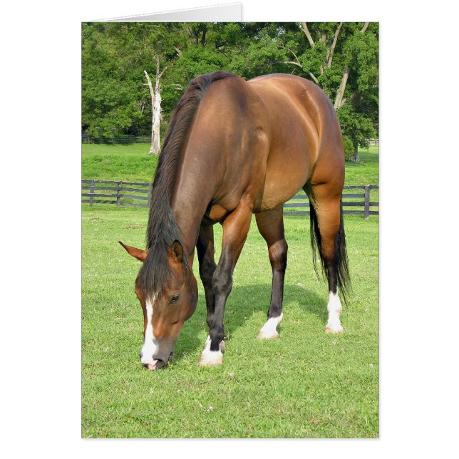 美しい湾馬 (正面)