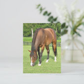 美しい湾馬 ポストカード (スタンド正面)