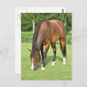 美しい湾馬 ポストカード (正面/裏面)