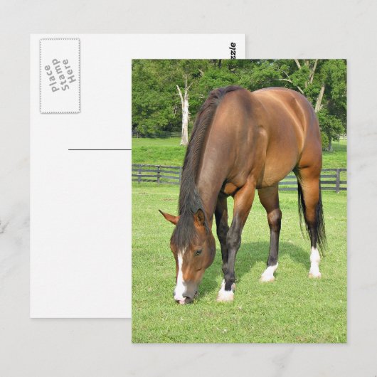 美しい湾馬 ポストカード (正面/裏面)