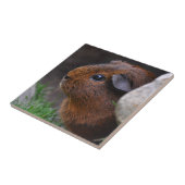 美しい滑らかな金ゴールドアグイギニアピグ タイル (側面)