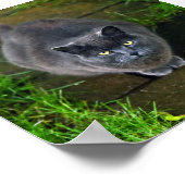 美しい灰色の猫 ポスター (角)