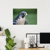 美しい灰色の白ペレグリン《鳥》ハヤブサ ポスター (ホームオフィス)