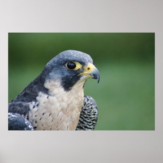 美しい灰色の白ペレグリン《鳥》ハヤブサ ポスター (正面)