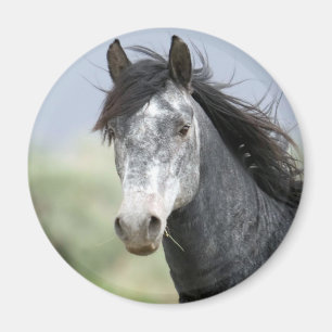 美しい灰色の馬 マグネット