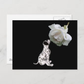 美しい無実ダルマチアンおよびバラはがき ポストカード (正面/裏面)