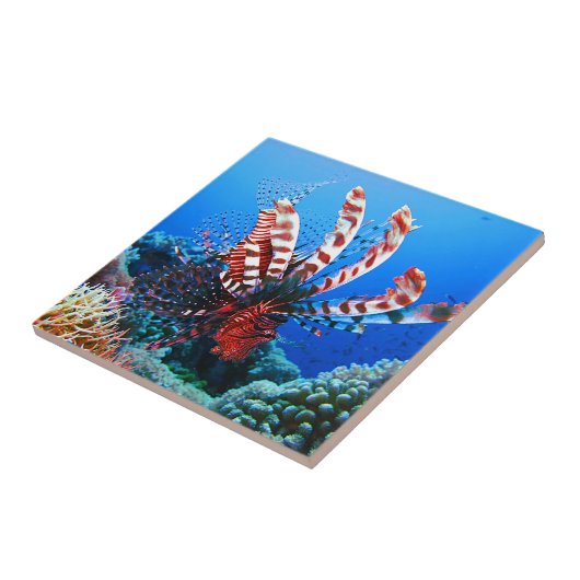 美しい熱帯ミノカサゴ タイル (側面)