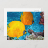 美しい熱帯魚とサンゴ ポストカード (正面/裏面)