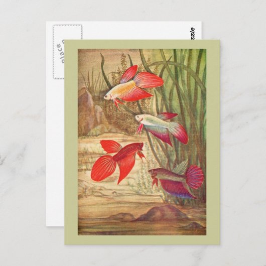 美しい熱帯魚はがき ポストカード (正面/裏面)