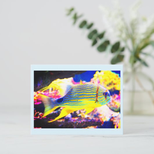 美しい熱帯魚 ポストカード (スタンド正面)