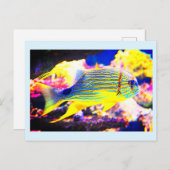 美しい熱帯魚 ポストカード (正面/裏面)