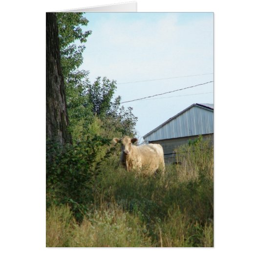 美しい牛 (正面)