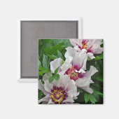 美しい牡丹の花 マグネット (正面/裏面)