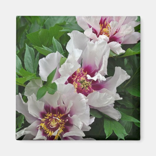 美しい牡丹の花 マグネット (正面)