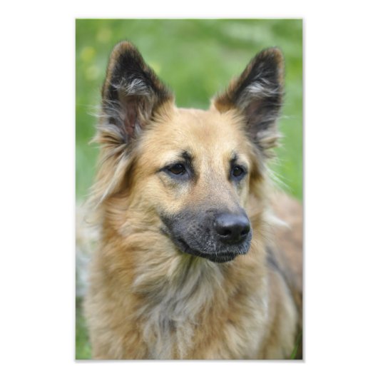 美しい犬 フォトプリント            (正面)