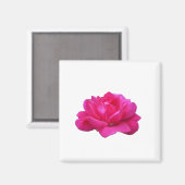 美しい独身のピンクのバラ マグネット (正面/裏面)