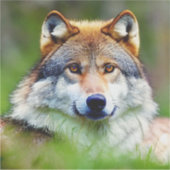 美しい狼の絵画頭 シール (正面)