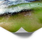 美しい狼の絵画頭 ポスター (角)