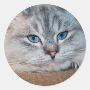 美しい猫の青い目 ラウンドシール