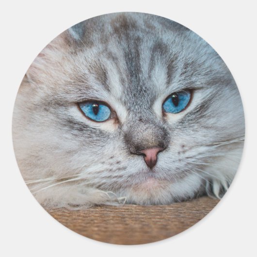 美しい猫の青い目 ラウンドシール (正面)