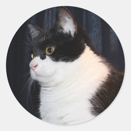 美しい猫シール ラウンドシール (正面)
