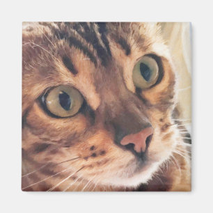 美しい猫大目のデジタルアート閉じる マグネット