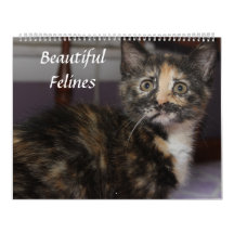 美しい猫科の動物