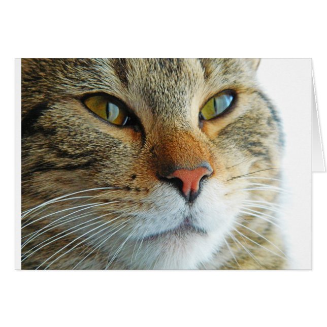 美しい猫 (正面横)