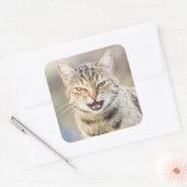 美しい猫 スクエアシール (封筒)