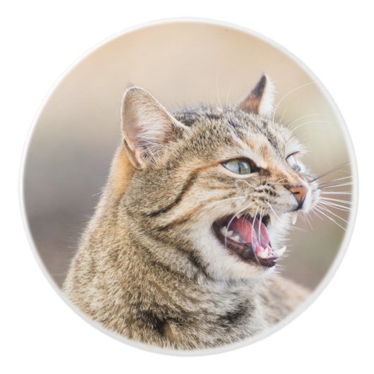 美しい猫 セラミックノブ (正面)