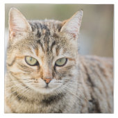 美しい猫 タイル (正面)