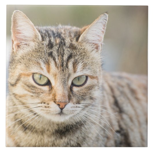 美しい猫 タイル (正面)