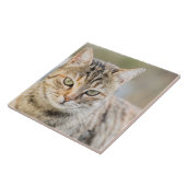 美しい猫 タイル (側面)