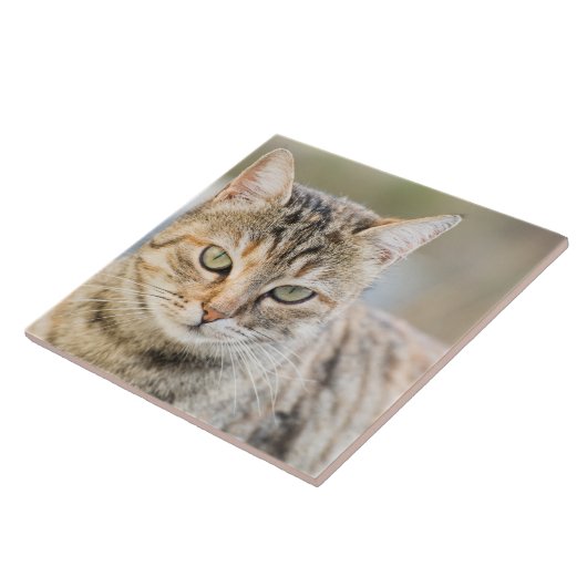 美しい猫 タイル (側面)