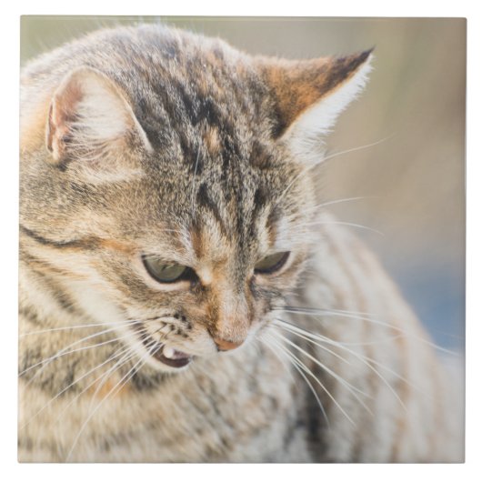 美しい猫 タイル (正面)