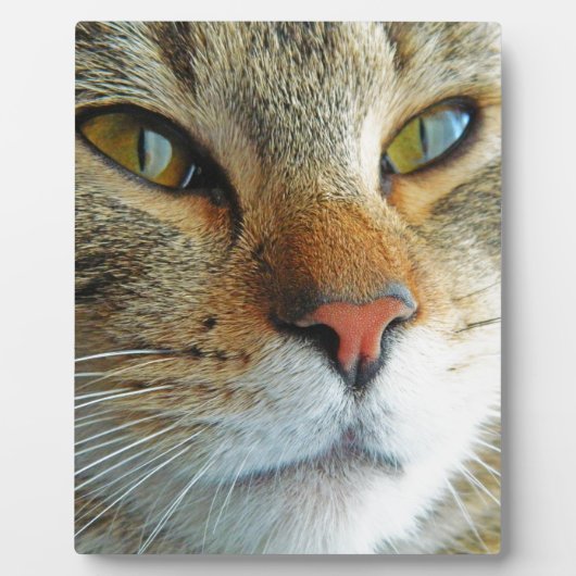 美しい猫 フォトプラーク (正面)