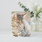 美しい猫 ポストカード (スタンド正面)