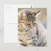 美しい猫 ポストカード (正面/裏面)