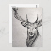 美しい生き物の驚くべき鉛筆スケッチ。 ポストカード (正面/裏面)