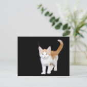 美しい生姜と白い子猫 ポストカード (スタンド正面)