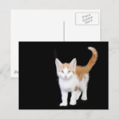 美しい生姜と白い子猫 ポストカード (正面/裏面)